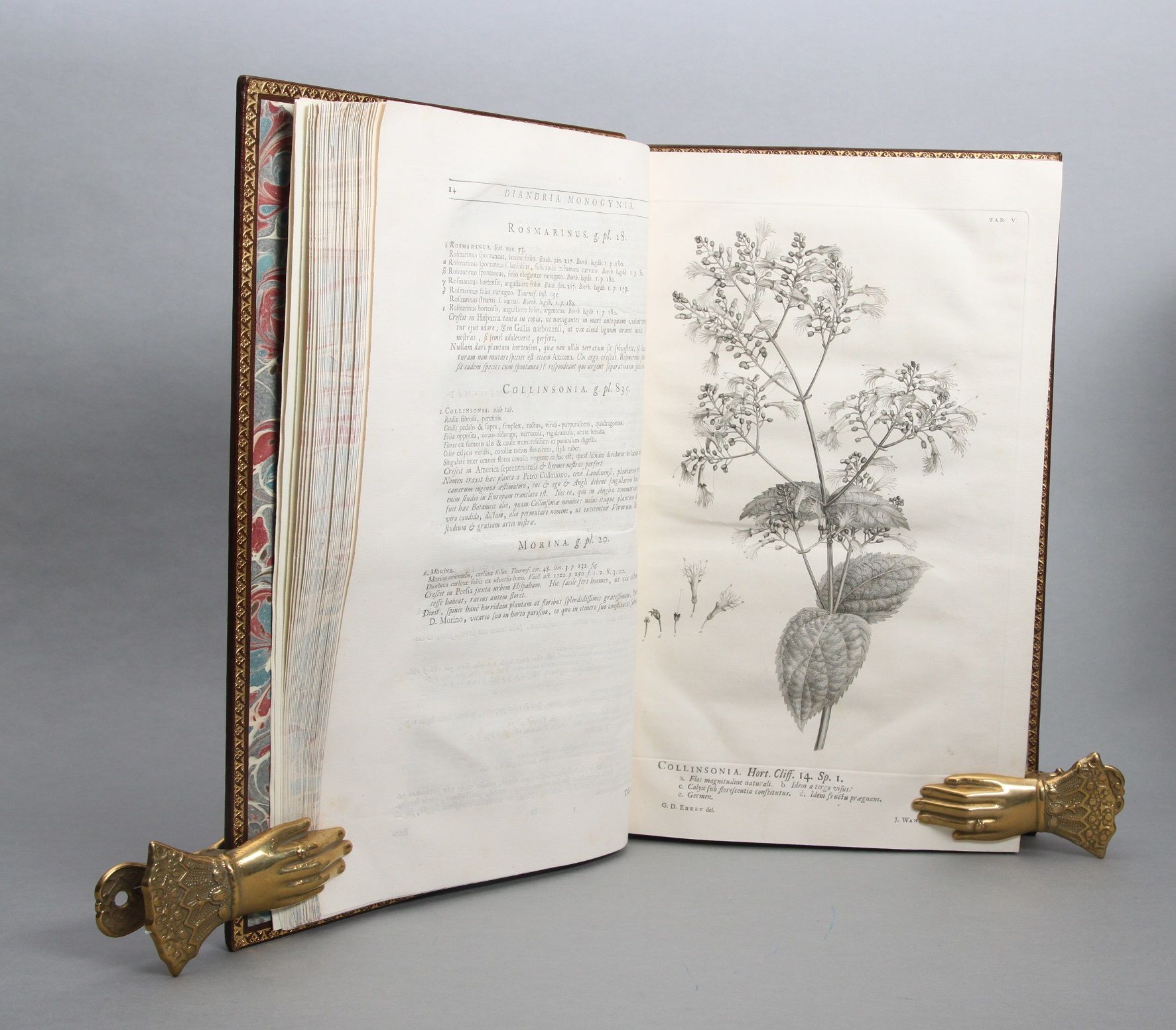 Hortus Cliffortianus Plantas exhibens quas in Hortis tam Vivis quam Siccis, Hartecampi in Hollandia, coluit vir nobilissimus & generossimus Georgius Clifford juris utriusque doctor, Reductis varietatibus ad Species, Speciebus ad Genera, Generibus ad Classes, Adjectis Locis Plantarum natalibus Differentiisque Specierum. Cum tabulis æneis - Bilde 3