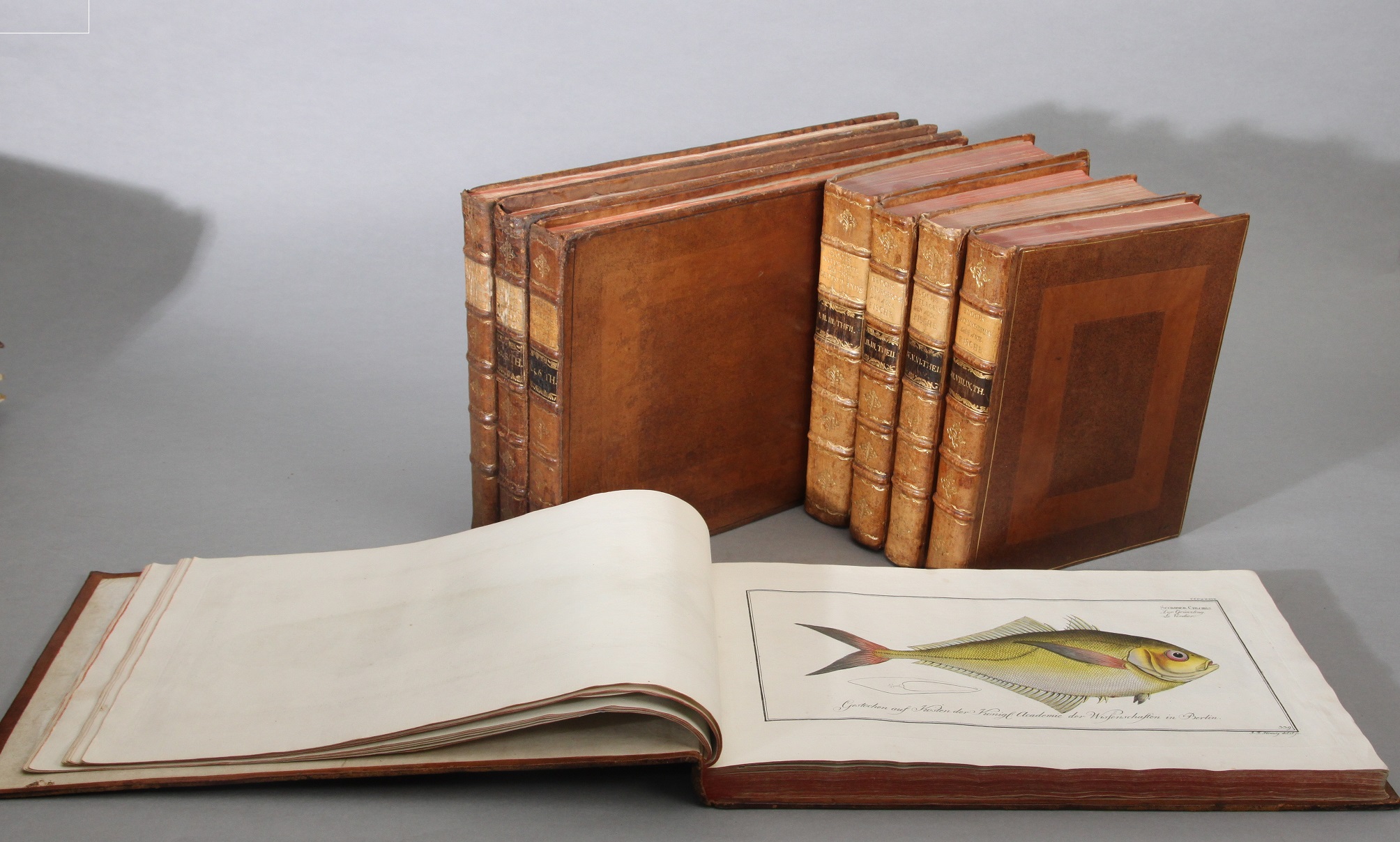 Allgemeine Naturgeschichte der Fische. I. Oeconomische Naturgeschichte der Fische Deutschlands. 3 parts. II. Naturgeschichte der ausländischen Fische. 9 parts.