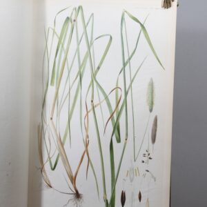 De skandinaviske Landbrugsplanter, fremstillede efter Afbildninger af “Flora Danica”