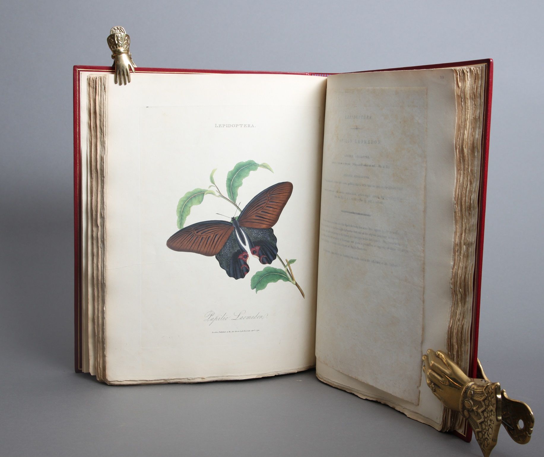 An Epitome of the Natural History of the Insects of China: comprising figures and descriptions of upwards of one hundered new, singular, and beautiful species; together with some that are of importance in medicine, domestic economy, &c. The figures are accurately drawn, engraved, and coloured, from specimens of the insects; The descriptions are arranged according to the system of Linnæus; with references to the writings of fabricius, and other systematic authors. - Bilde 2
