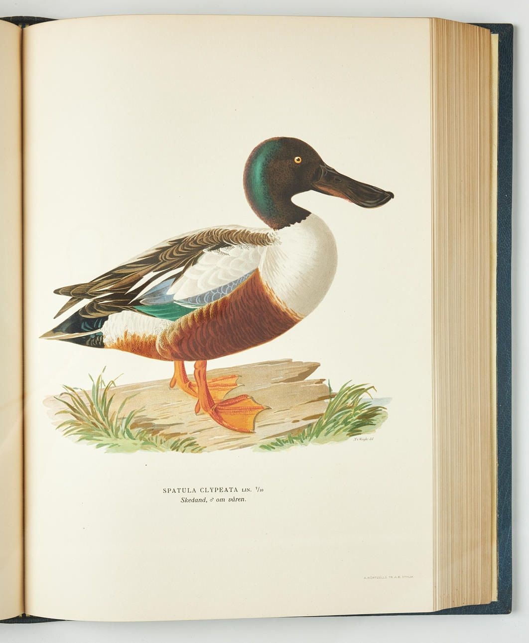 Svenska fåglar. Efter naturen och på sten ritade af M. W. och F. Von Wright. Med text af Professor Einar Lönneberg. Handkolorerad upplaga. 3 volumes. One of 60 copies. - Bilde 2