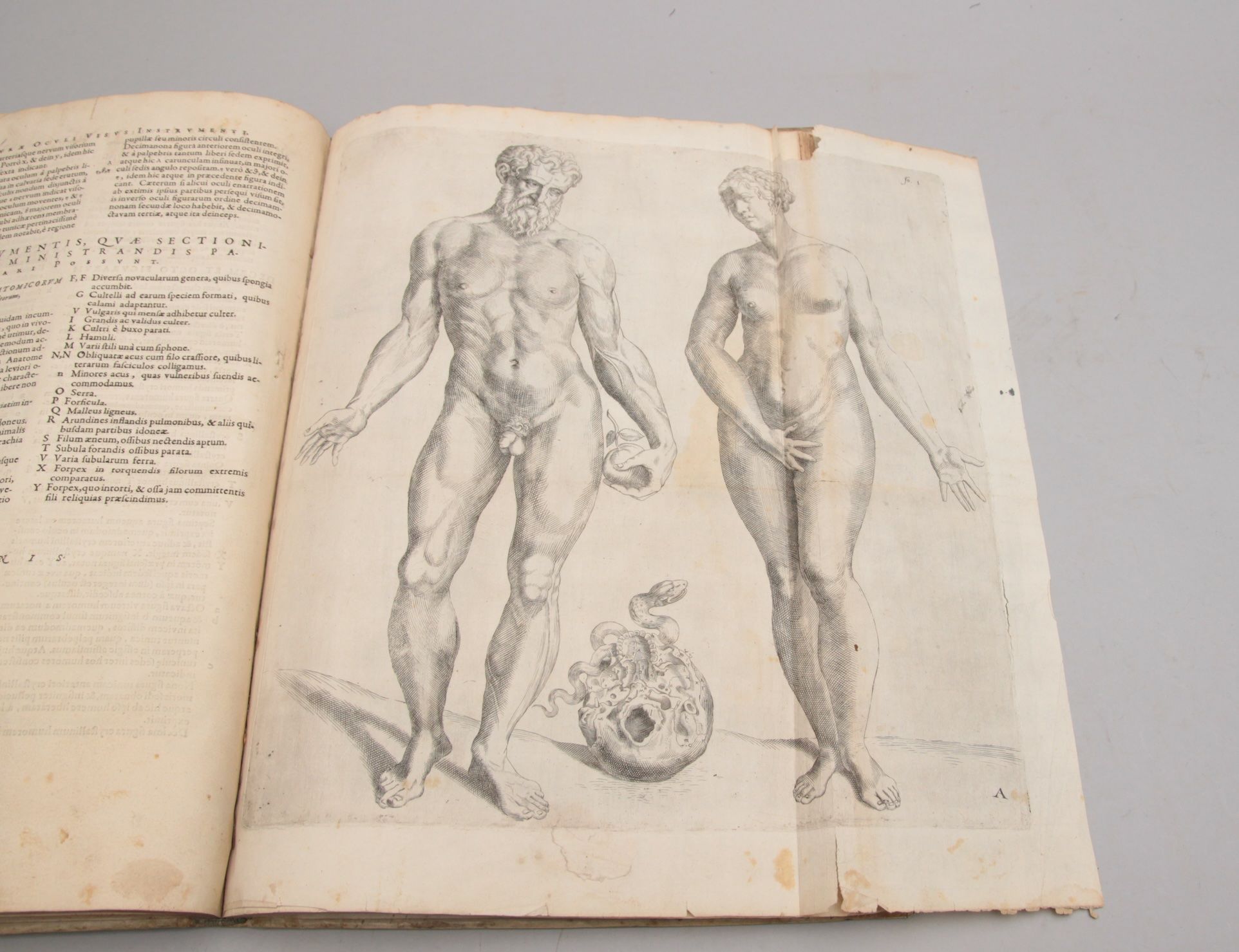 De humani corporis fabrica epitome: cum annotatiionibus Nicolai Fontani. - Bilde 4
