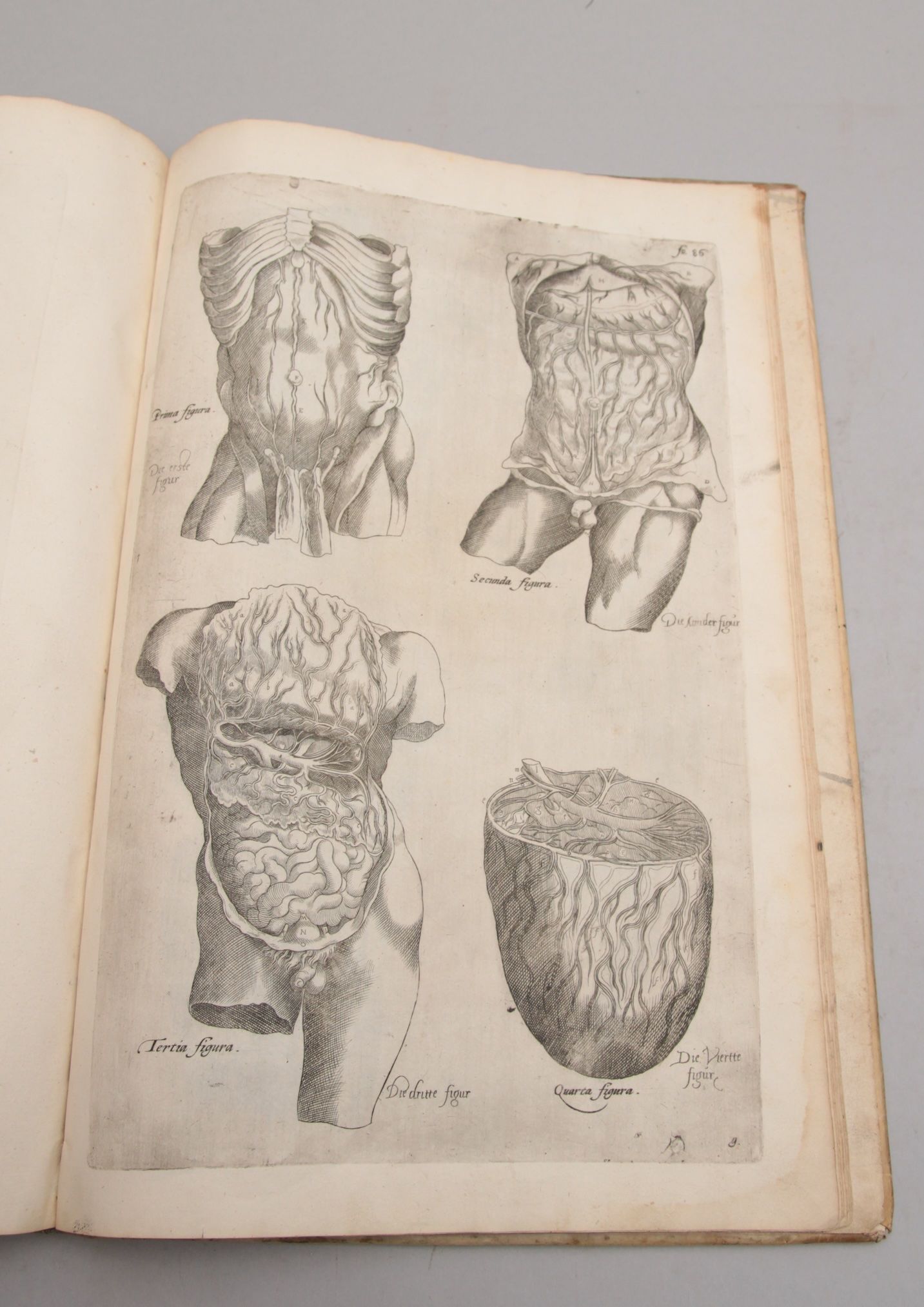 De humani corporis fabrica epitome: cum annotatiionibus Nicolai Fontani. - Bilde 5