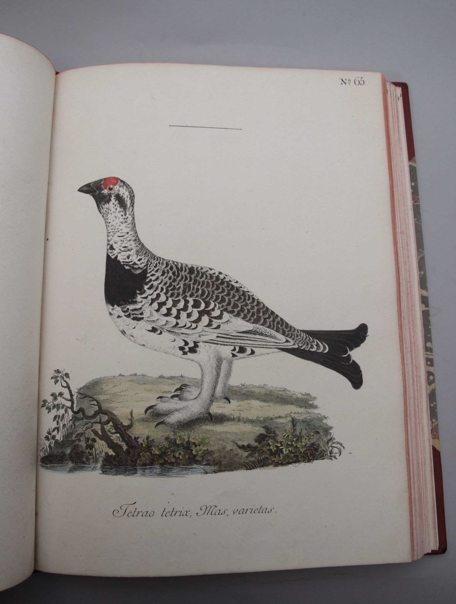 Museum Carlsonianum, In quo Novas et Selectas Aves, Coloribus ad vivum brevique descriptione illustratas, Suasu et sumptibus Generosissimi Possessoris. Fasciculus I-IV. - Bilde 2
