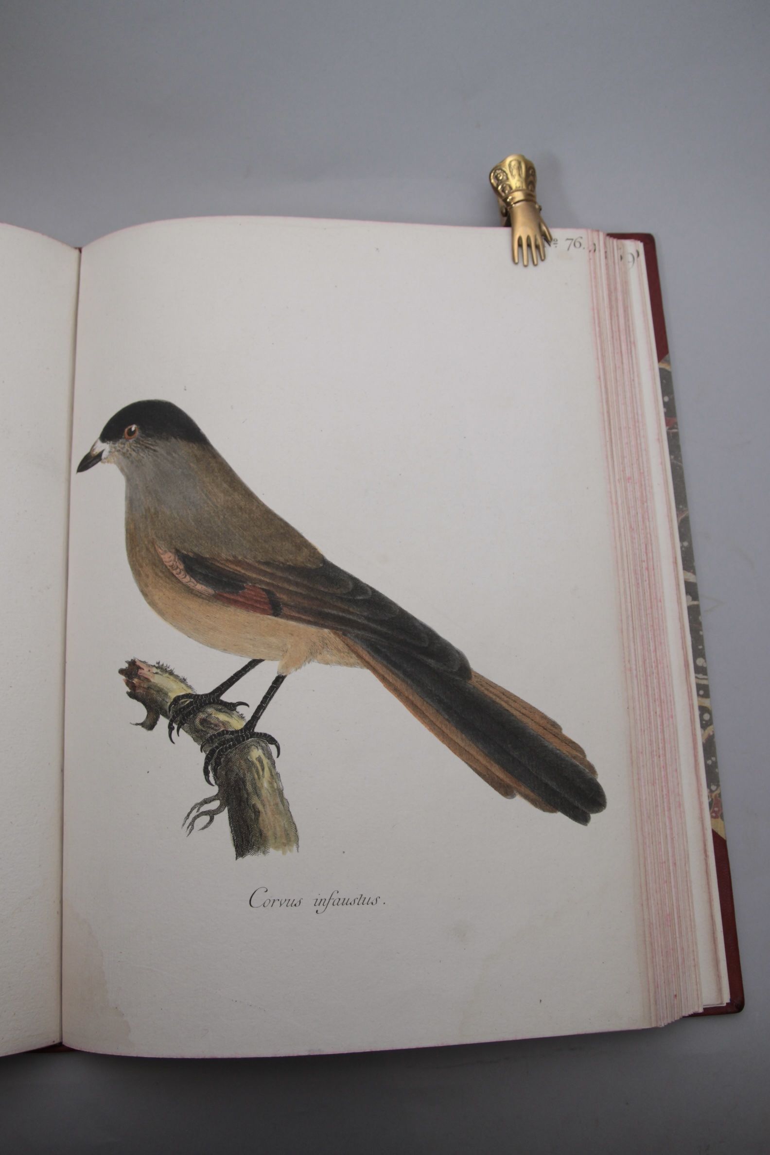 Museum Carlsonianum, In quo Novas et Selectas Aves, Coloribus ad vivum brevique descriptione illustratas, Suasu et sumptibus Generosissimi Possessoris. Fasciculus I-IV. - Bilde 3